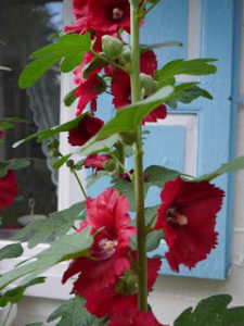 Read more about the article Malwy, komoda brzuchata i sesja